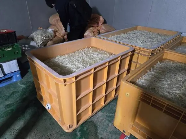 국립농산물품질관리원 경북지원 관계자가 K업체 작업장에서 중국산 도라지와 국내산 도라지 혼합 과정을 적발하고 있다. [사진제공=국립농산물품질관리원 경북지원]